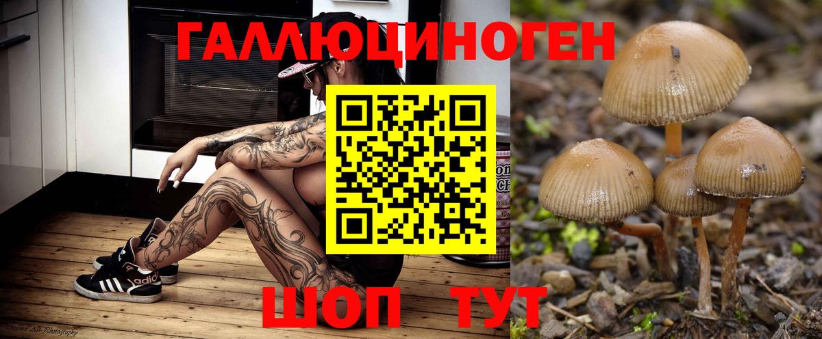 Галлюциногенные грибы Cubensis Луга
